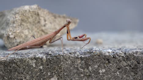 Brown-Praying-Mantis-or-Mantid-Looks-Back-and-Front-then-Extend-or-Straighten-his-Long-Sharp-Grasp-Raptorial-Forelegs