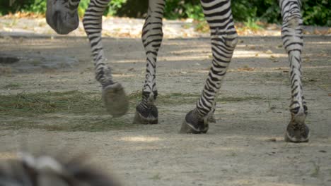 Close-up-of-the-feet-of-a-walking-Zebra-