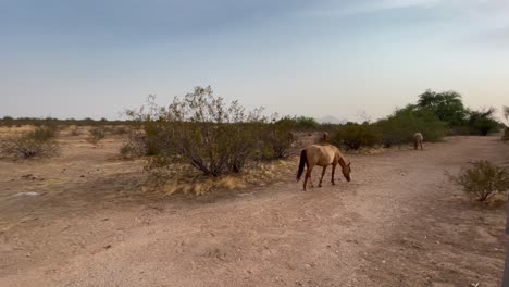 A-wild-horse-wanders-off-into-the-desert,-Sonoran-Desert-near-Scottsdale,-Arizona