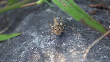 Dissosteira-Carolina,-Carolina-grasshopper,-Carolina-locust,-Brown-winged-Grasshopper,-Road-duster-a-large-band-winged-species-of-grasshopper-sitting-on-stone-at-sunset,-Macro-wildlife--front-view