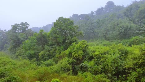 Thick-dense-forest-during-rainy-season.-Panning-right