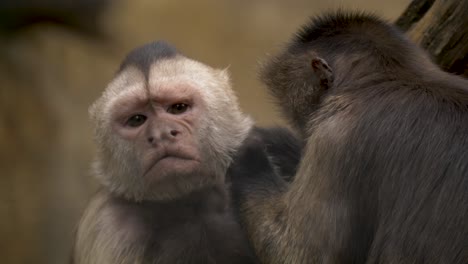 Two-Weeper-Capuchin-monkeys-grooming-each-other
