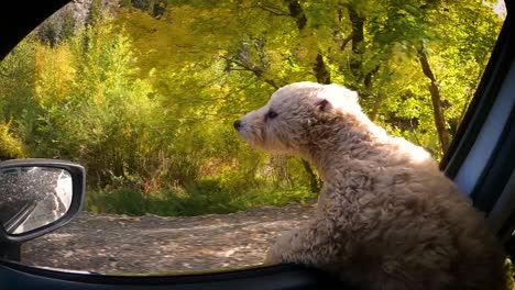 Maltipoo-Puppy-Looking-Out-From-Open-Window-Of-Car-Passing-By-Autumnal-Forest