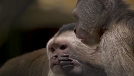 Close-up-of-the-facial-expressions-of-a-cute-Weeper-Capuchin-monkey