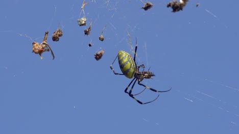 Die-Große-Joro-Spinne---Nephila-Clavata---Hat-Viele-Beutetiere,-Die-Im-Netz-Stecken-Und-Eingesponnen-Sind,-Und-Beißt-Neue-Lebendige-Fliegen-Im-Spinnennetz-Aus-Nächster-Nähe-über-Dem-Himmel