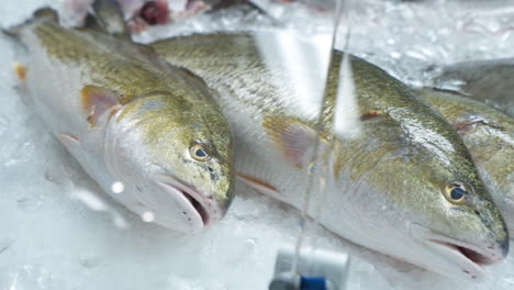 Farm-raised-redfish-in-seafood-market-display-case,-Whole-redfish-selection-at-fishmonger,-slider-HD