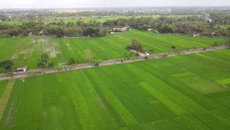 Luftaufnahme,-Die-üppige-Reisfelder-Und-Gepflasterte-Straßen-Im-Ländlichen-Indonesien-Zeigt