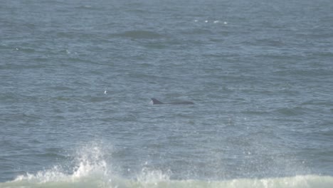Dolphin-swimming-through-California's-coastal-waters