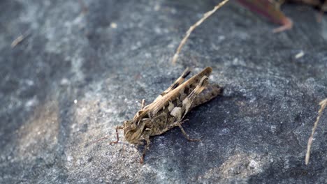 Dissosteira-Carolina,-Carolina-grasshopper,-Carolina-locust,-Brown-winged-Grasshopper,-Road-duster-a-large-band-winged-species-of-grasshopper-sitting-on-stone-at-sunset,-Macro-wildlife