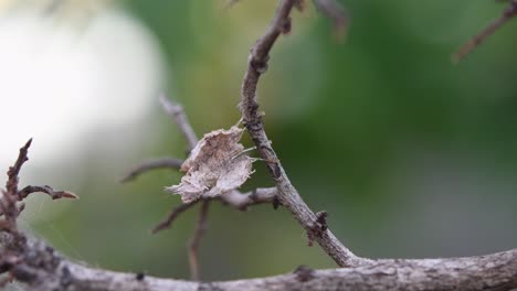 Seen-perching-on-a-twig-sideways-moving-its-mouth-and-legs-during-the-afternoon,-Mantis,-Ceratomantis-saussurii,-Thailand