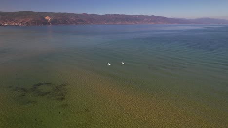 Couple-of-white-swans-on-shore-of-lake-Ohrid-with-shallow-water,-aerial-circle-panorama