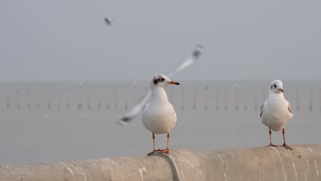 Two-individuals-on-the-concrete-railing-of-the-pier-then-they-fly-away