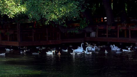 Swans-and-ducks-swimming-near-restaurant-on-shore-of-lake,-searching-for-food