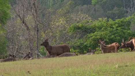 Stag-standing-and-facing-towards-the-left-looking-at-the-camera,-others-resting-on-the-grass,-some-females-also-standing-and-alert