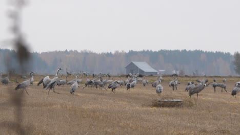 massive-flock-of-common-cranes-on-open-rural-field-in-autumn