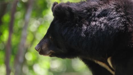 Portrait-footage-facing-to-the-left-with-a-lovely-forest-background,-Asiatic-Black-Bear,-Ursus-thibetanus,-Huai-Kha-Kaeng-Wildlife-Sanctuary,-Thailand