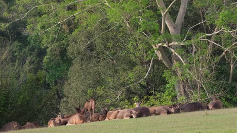 Herd-resting-on-the-grass-then-suddenly-a-female-stands,-scratches-running-around-towards-the-right,-Sambar-Deer,-Rusa-unicolor,-Phu-Khiao-Wildlife-Sanctuary,-Thailand