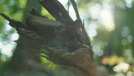 4K-slow-motion-macro-shot-of-a-dead-tree-hanging-over-the-ground,-with-spider-webs-on-it,-against-sun-light
