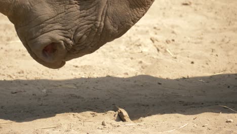 Un-Rinoceronte-Curioso-Que-Huele-Una-Pequeña-Roca-En-Un-Ambiente-Seco
