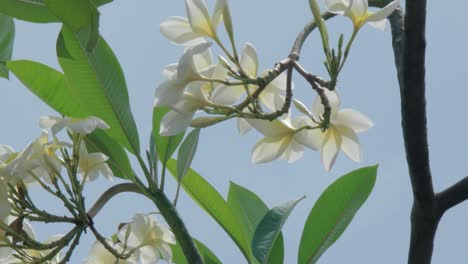 Weiße-Blume-Auf-Einem-Ast-Mit-Himmelshintergrund
