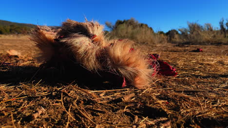 A-dead-deer-lies-in-the-dirt-in-the-bush-veld-after-being-shot-by-a-hunter