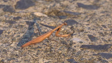 Praying-Mantids-Brown-color-Hunting-Motionless-Holding-Position-and-Then-Slowly-Crawls-Out-of-Frame-while-Standing-on-Stony-Road-at-sunset,-Soft-Focus-close-up-side-view