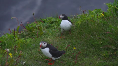 Two-Atlantic-Puffins-Standing-On-The-Edge-Of-The-Cliff-And-Arguing---close-up