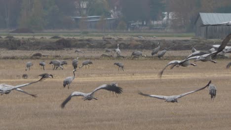 Huge-flock-of-gray-cranes-landing-on-agriculture-field-for-food,-handheld-view