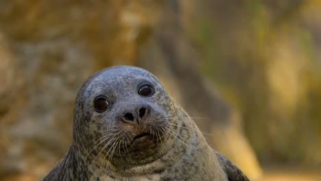 Isolated-close-up-portrait-shot-of-a-cute-harbour-Seal-looking-into-the-camera