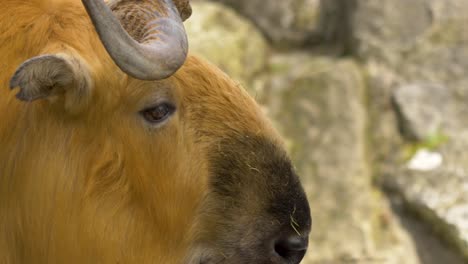 Close-up-profile-view-of-a-chewing-Sichuan-Takin-