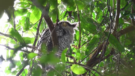 Looking-up-then-looks-down-suddenly-towards-the-camera,-while-roosting-during-the-day-at-the-forest-canopy