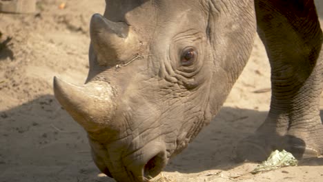 Vista-Cercana-De-Una-Madre-Rinoceronte-Protectora-Enojada