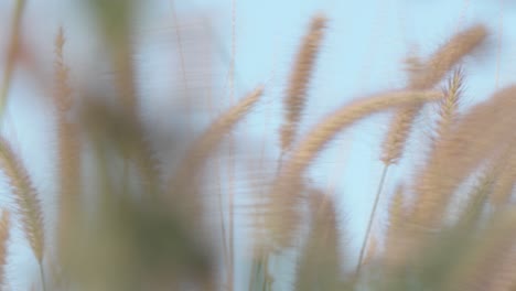 close-up-of-weeds-blowing-in-the-wind-against-the-sky-background
