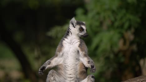 Un-Lindo-Lémur-De-Cola-Anillada-Sentado-En-Un-árbol-En-El-Bosque-Del-Suroeste-De-Madagascar