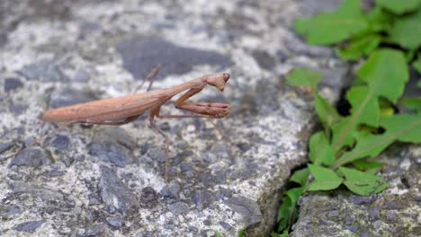 Brown-Praying-Mantid-from-the-Mantidae-family-of-Mantises-looks-at-the-camera-lens-and-Starting-to-Crawl-or-Creep-Extending-his-Long-Sharp-Grasp-Forelegs