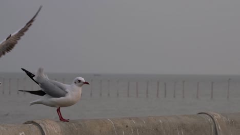 Two-Seagulls-perched-on-the-concrete-railing-of-the-pier,-chased-away-then-one-returns-Bang-Pu-Recreation-Center,-Thailand