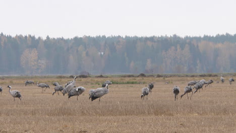 Flock-of-Crane-birds-looking-for-food-in-agriculture-field,-static-view