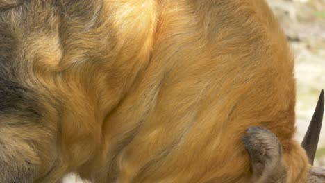 Close-up-of-a-powerful-moving-Sichuan-Takin-