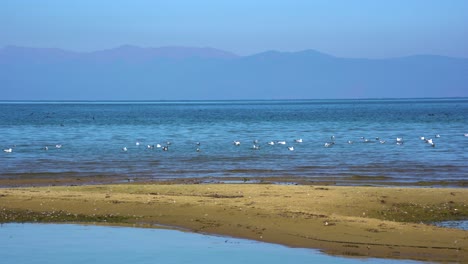 Peaceful-water-landscape-on-shore-of-lake-with-sandy-beach-and-wild-birds-swimming
