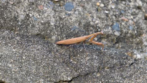 Motionless-Hunting-Brown-Praying-Mantis-Suddenly-Starts-Walking-or-Crawling-on-a-Gig-Stone