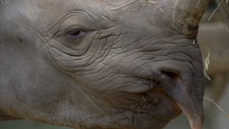 Close-up-of-the-eye-of-a-Black-Rhinoceros
