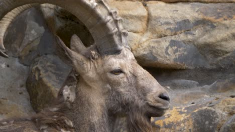 Close-up-side-view-of-a-majestic-Siberian-Ibex-with-large-antlers