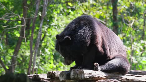 Mouth-open-to-let-hot-air-out-of-its-body-while-panting,-slowly-stoops-down-to-sleep,-Asiatic-Black-Bear,-Ursus-thibetanus,-Huai-Kha-Kaeng-Wildlife-Sanctuary,-Thailand