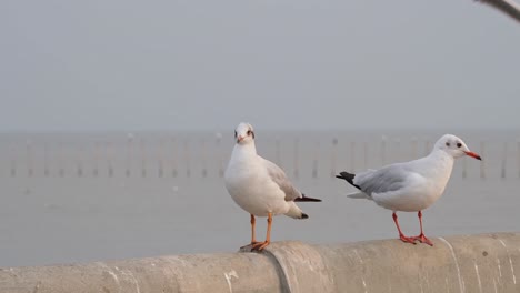 Two-kinds-of-Gulls-standing-on-a-concrete-railing,-the-other-flies-away