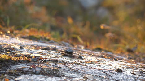 Geflügelte-Insekten,-Die-über-Nassem-Herbstboden-Schweben,-Statische-Hintergrundaufnahme