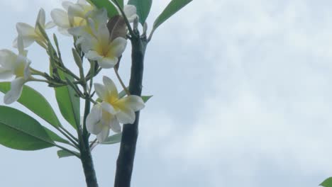 Flor-Blanca-En-Una-Rama-Sobre-Un-Fondo-De-Nube-Blanca
