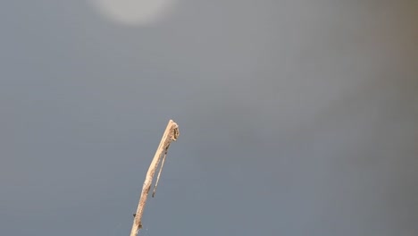 Seen-facing-towards-the-right-while-perched-on-a-twig,-flies-away-and-then-returns