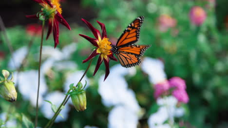 Beautiful-shot-of-a-Monarch-Butterfly-and-a-Bumble-Bee-flying-around-a-colorful-flower
