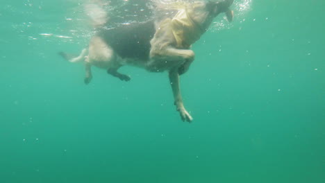 Large-shepherd-dog-swims-in-the-water