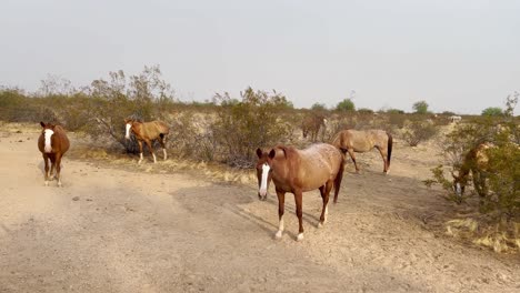 In-the-mists-of-a-small-herd-of-wild-horses,-a-young-horse-works-to-pull-his-hoof-out-a-thicket,-Sonoran-Desert-near-Scottsdale,-Arizona
